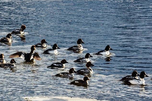 Common goldeneyes on Lamar River by YellowstoneNPS is licensed under CC BY-NC-SA 2.0